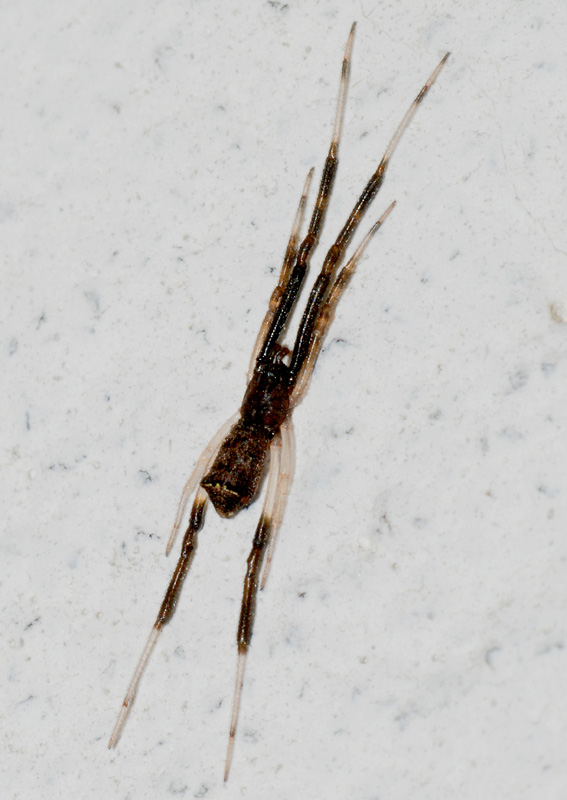 Episinus truncatus
